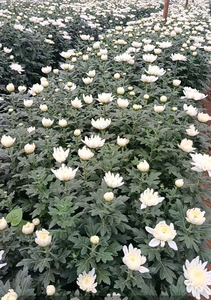 黄白菊花
