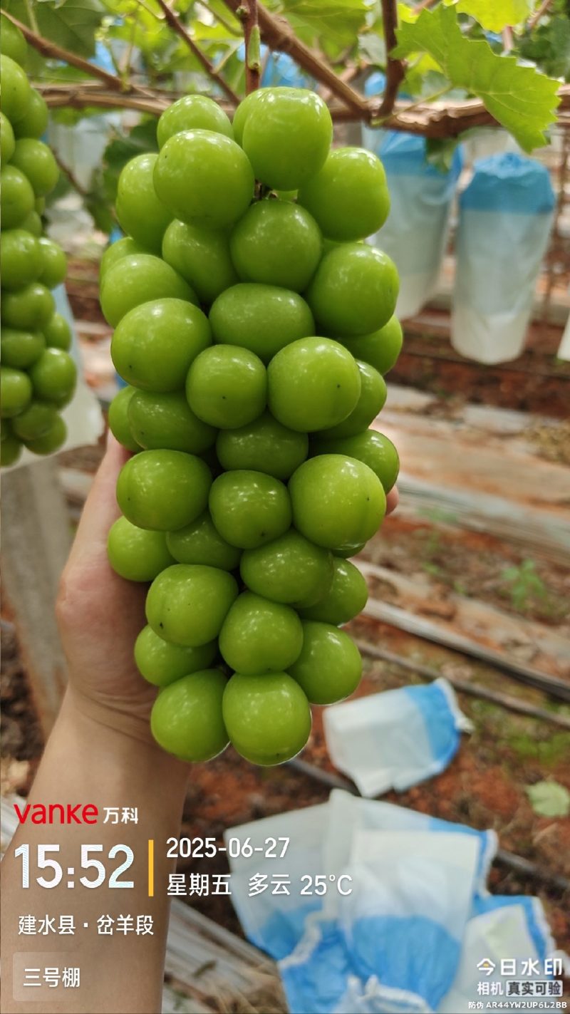 阳光玫瑰