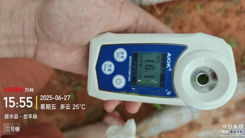 阳光玫瑰