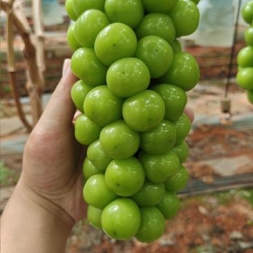 阳光玫瑰