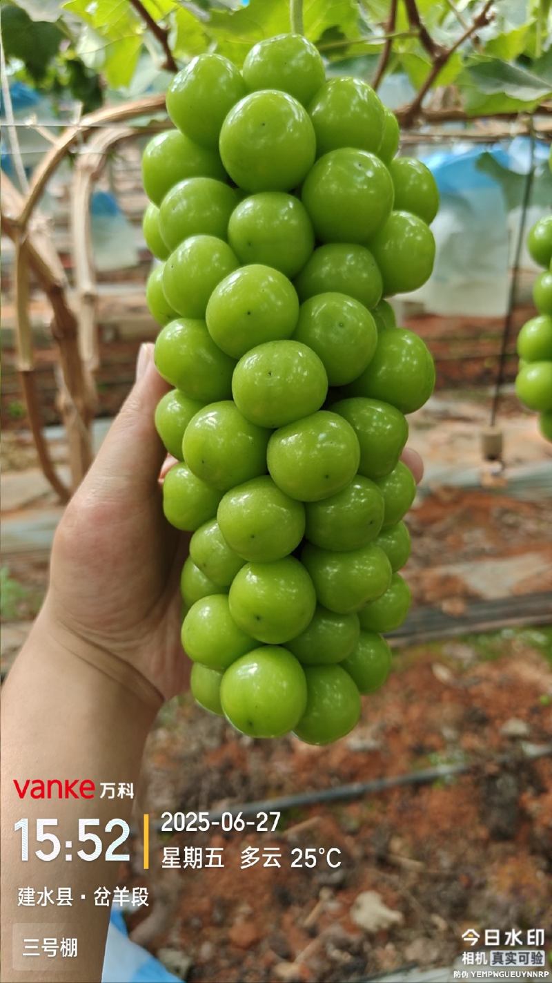 阳光玫瑰