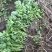 芹菜苗