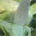 农家自种植白糯玉米