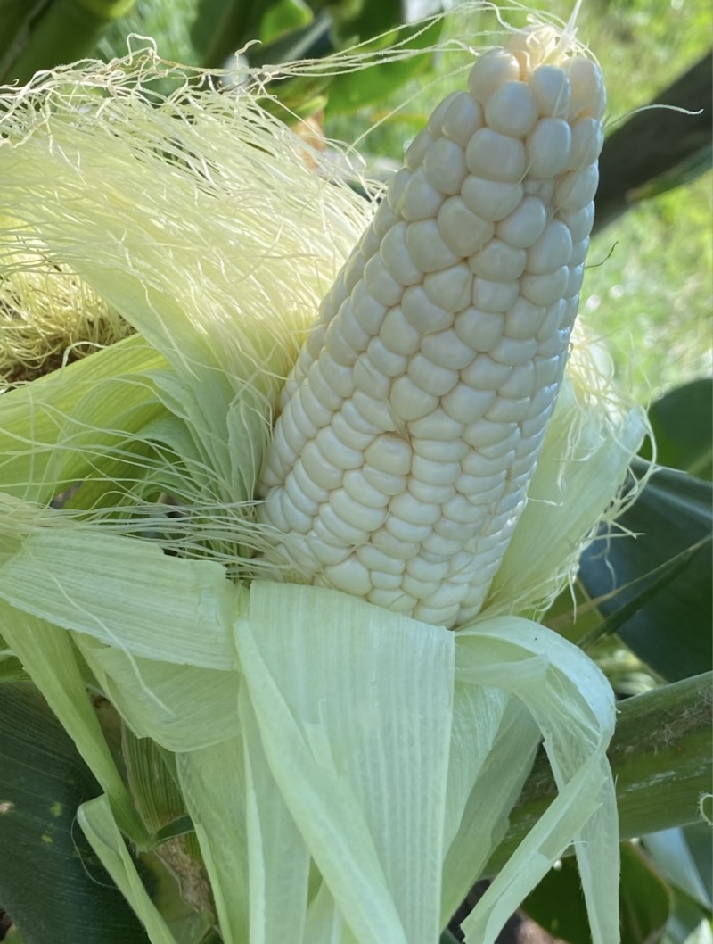 农家自种植白糯玉米