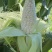 农家自种植白糯玉米