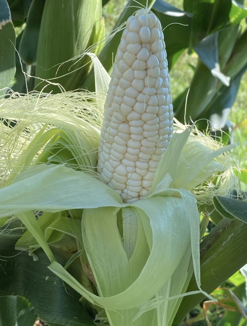 农家自种植白糯玉米