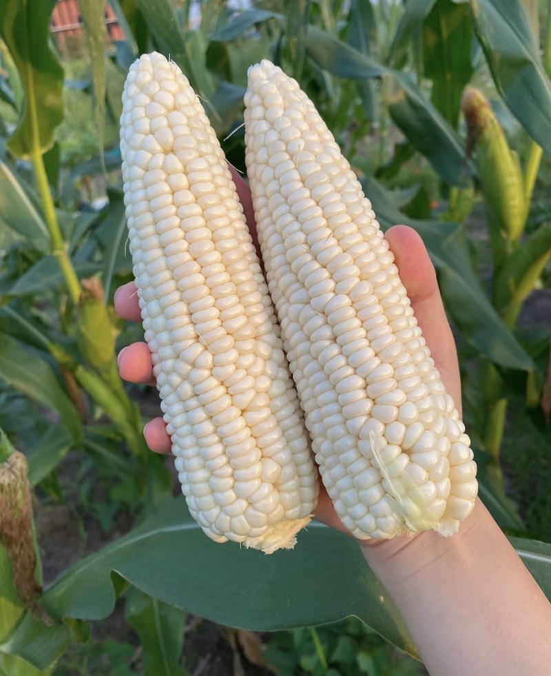 农家自种植白糯玉米