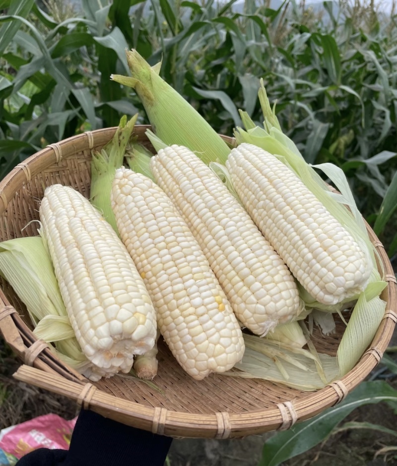 农家自种植白糯玉米