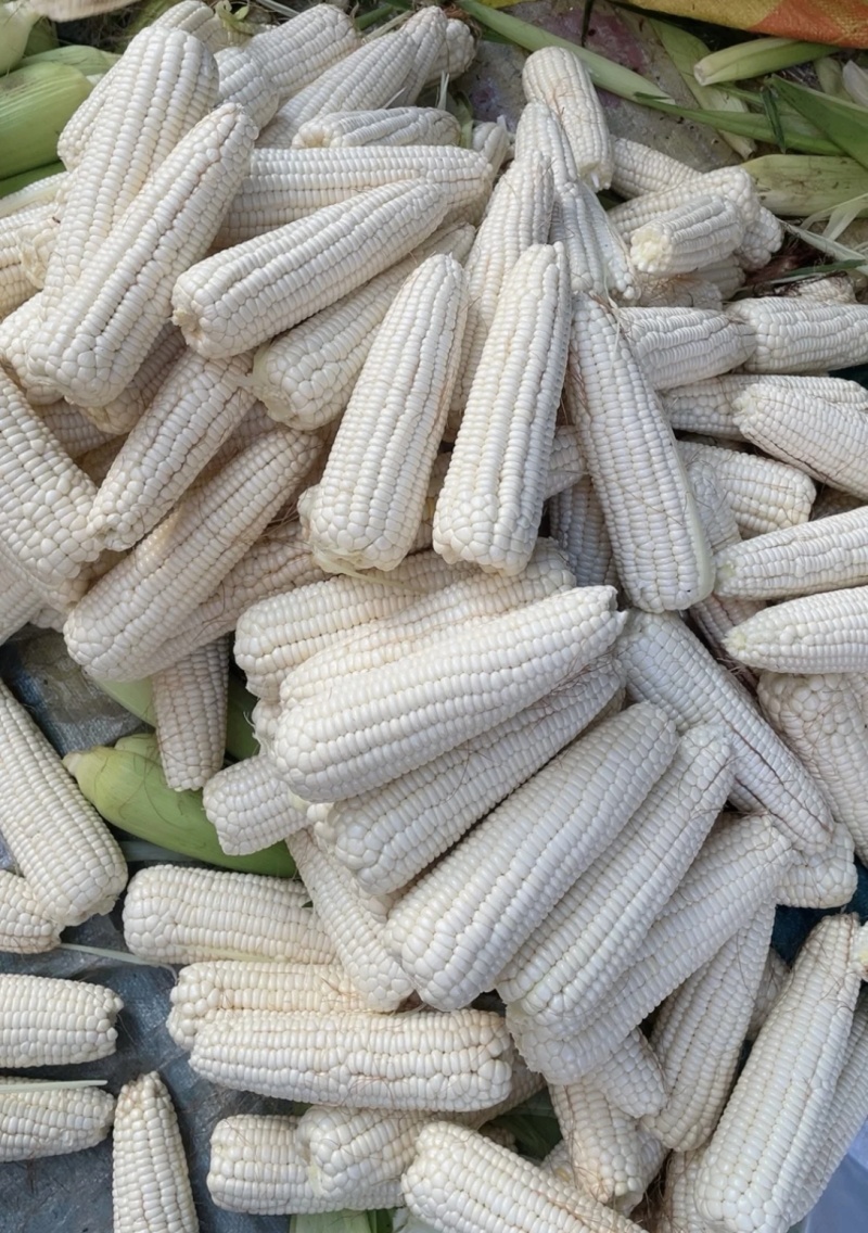 农家自种植白糯玉米