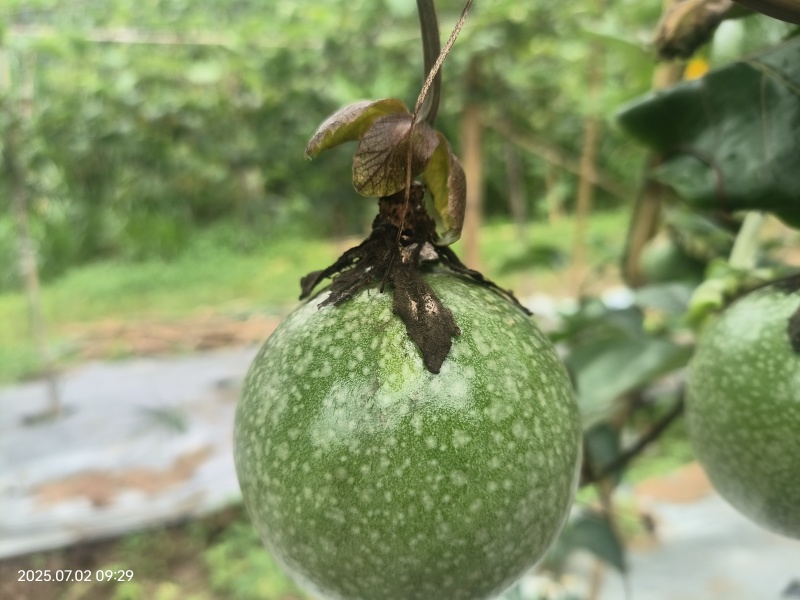 钦蜜九号百香果