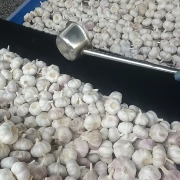 邳州大蒜