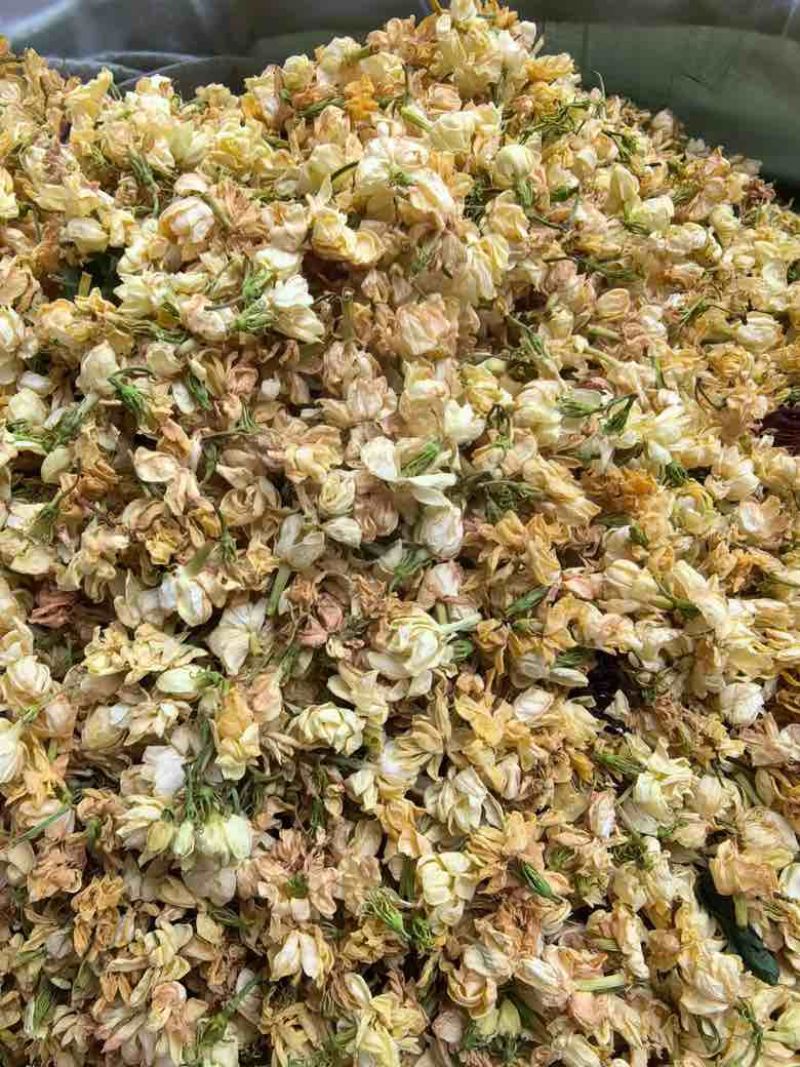 横县直营茉莉花干