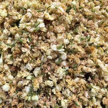 横县直营茉莉花干