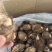 江西上饶新鲜现挖红芽芋
