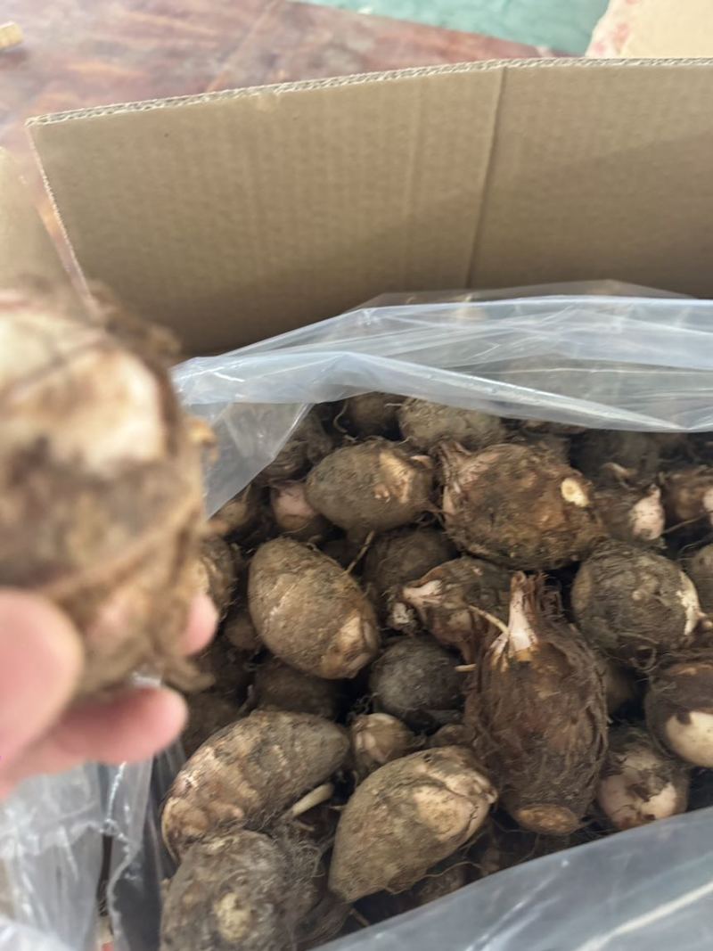 江西上饶新鲜现挖红芽芋
