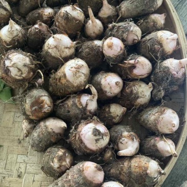 江西上饶新鲜现挖红芽芋