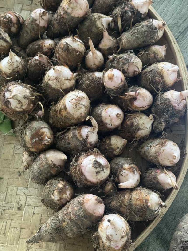 江西上饶新鲜现挖红芽芋