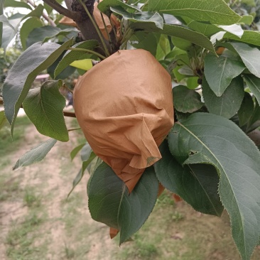 砀山黄冠梨
