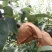 砀山黄冠梨
