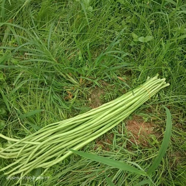 新鲜豆角