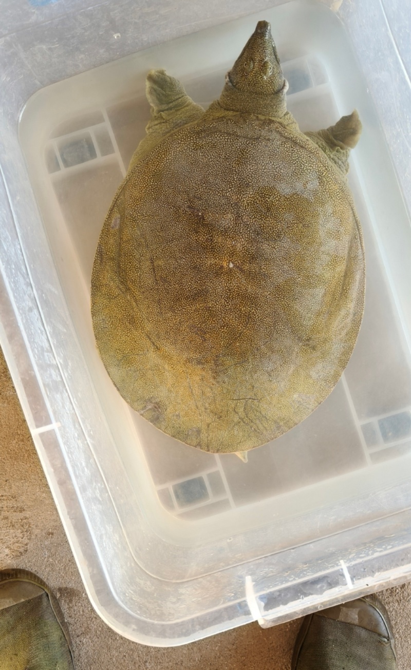 水产品，甲鱼，系列。