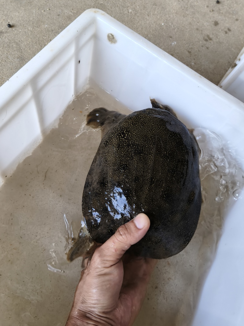 水产品，甲鱼，系列。
