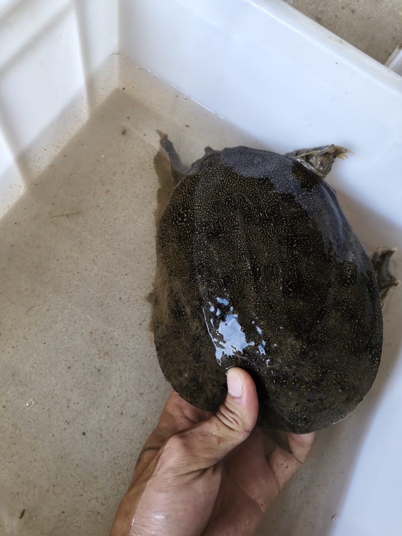 水产品，甲鱼，系列。