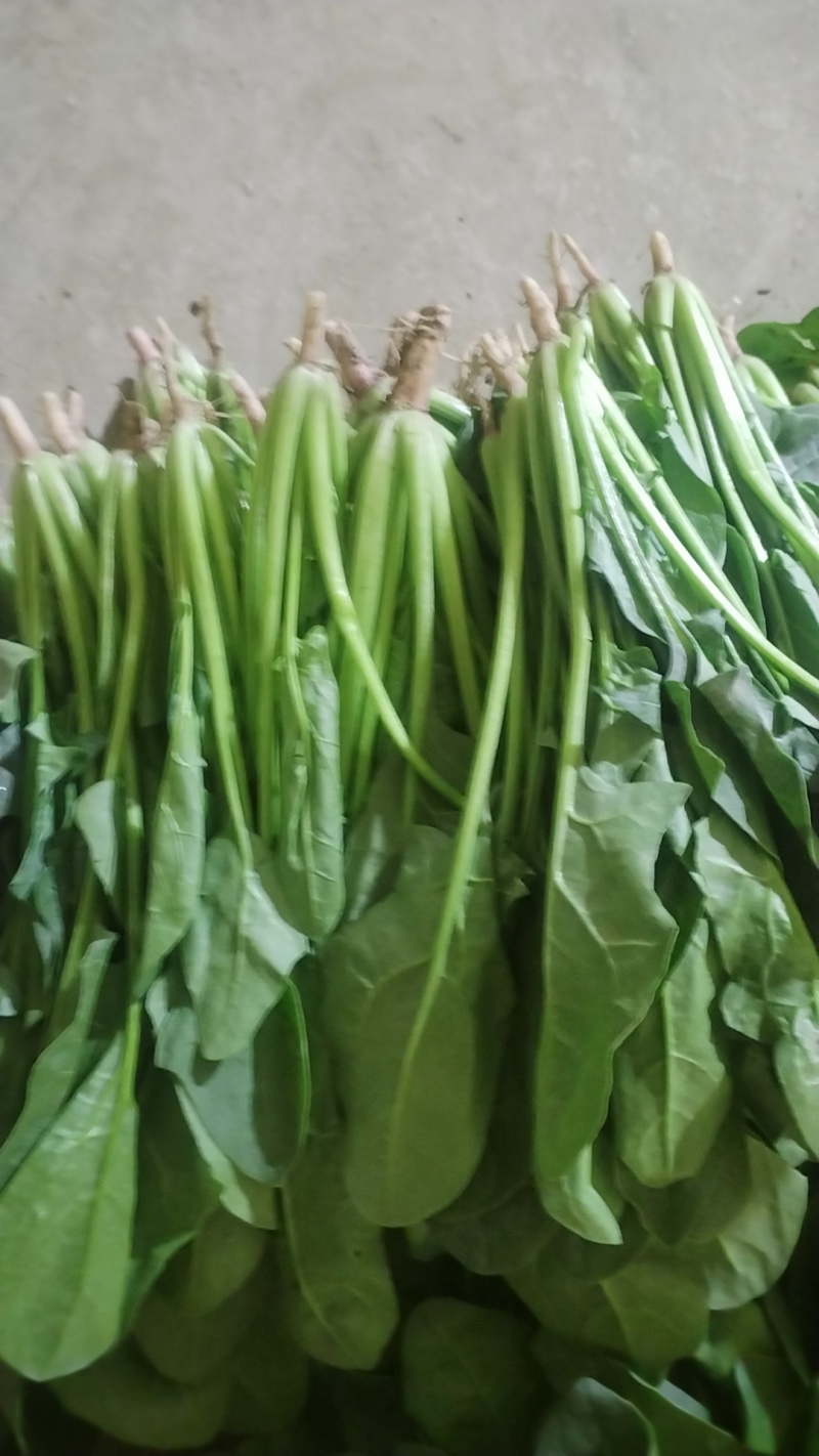 精品菠菜