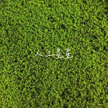青苔/苔藓地被绿植
