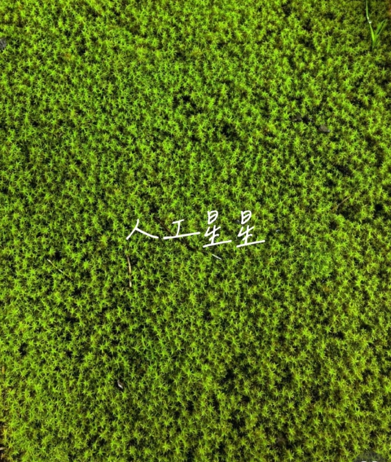 青苔/苔藓地被绿植