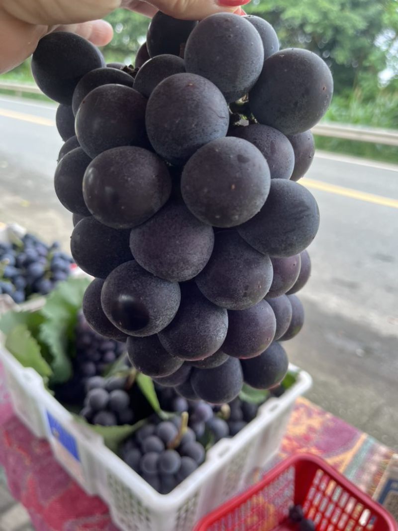 巨峰葡萄