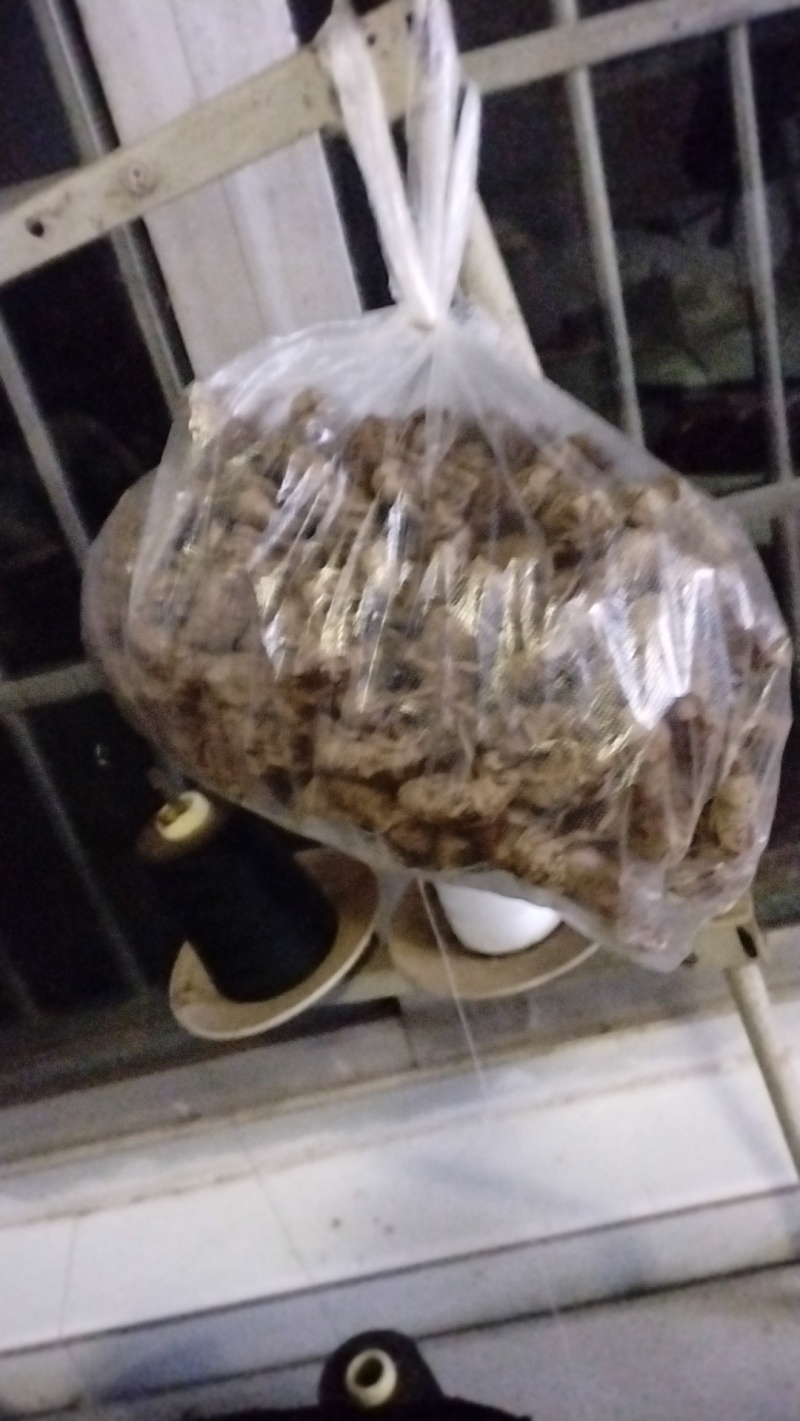 金蝉鲜货