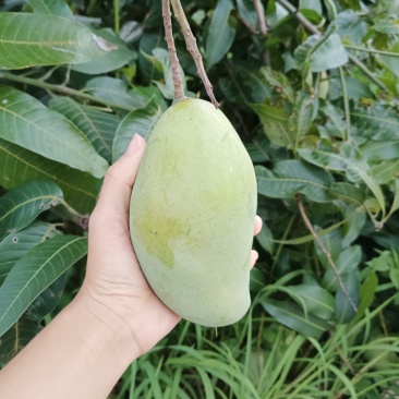 无喷药纯野生桂七，现有几千斤