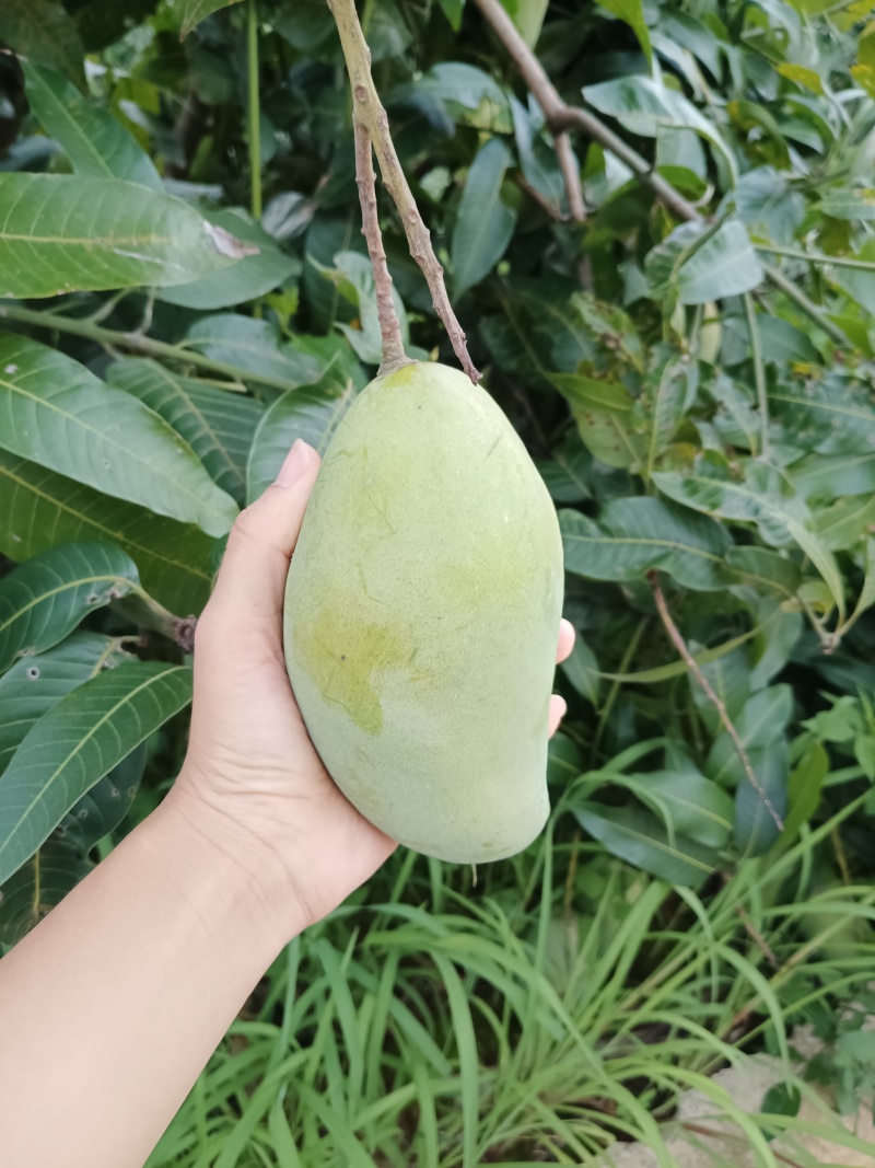 无喷药纯野生桂七，现有几千斤