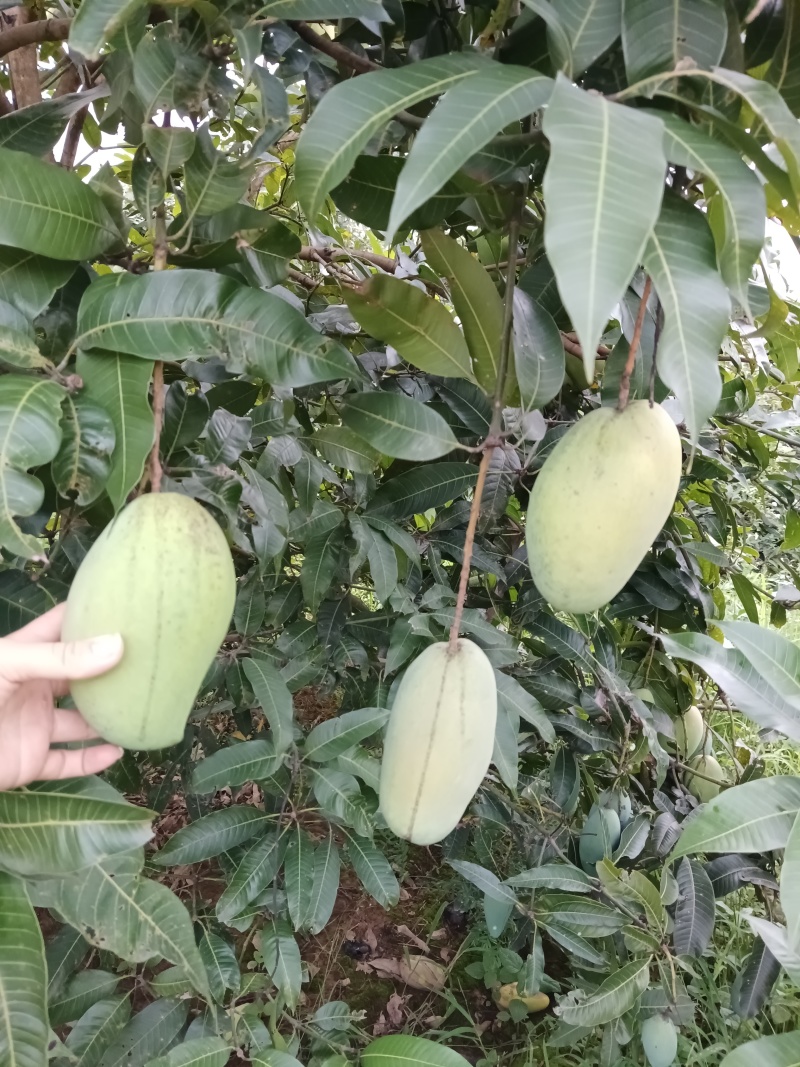 无喷药纯野生桂七，现有几千斤