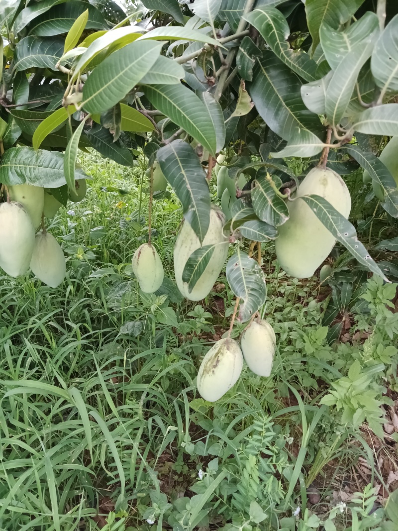 无喷药纯野生桂七，现有几千斤