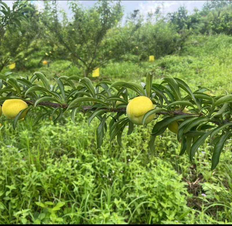 贵州高山蜂糖李
