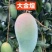 百色田东县芒果