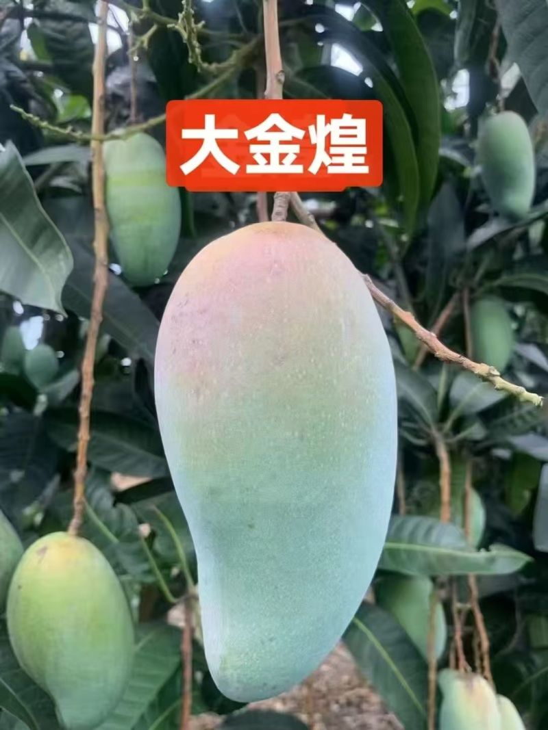 百色田东县芒果