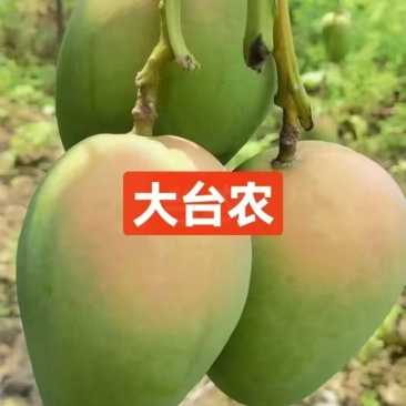 百色田东县芒果