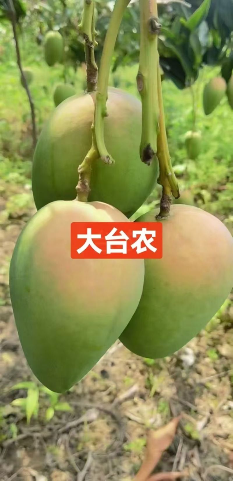 百色田东县芒果