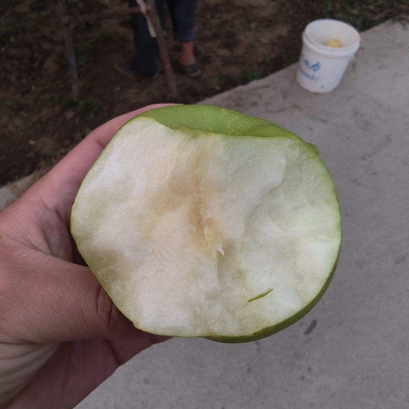 砀山梨需要的联系
