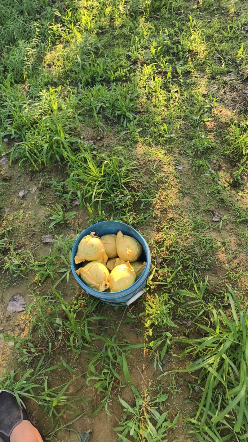 砀山梨需要的联系