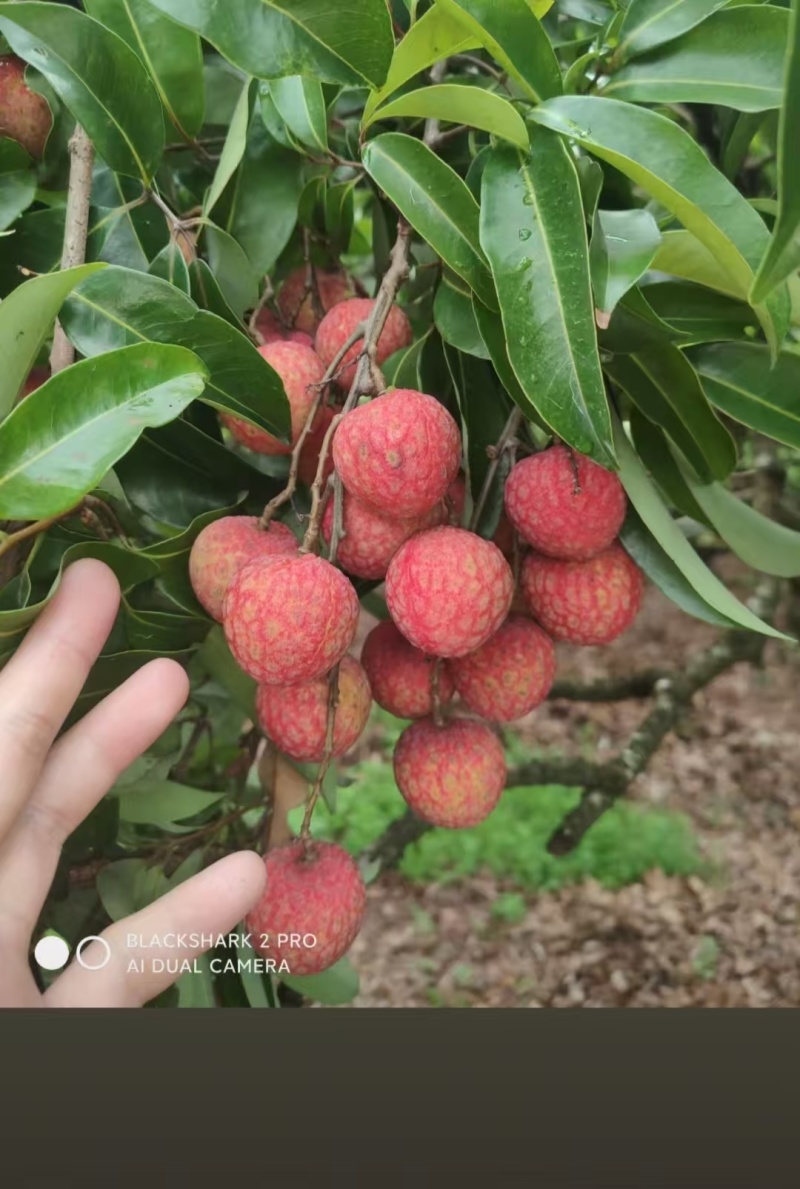大量供应，桂味荔枝，凤花荔枝，电话***********