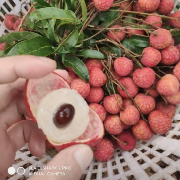 大量供应，桂味荔枝，凤花荔枝，电话***********