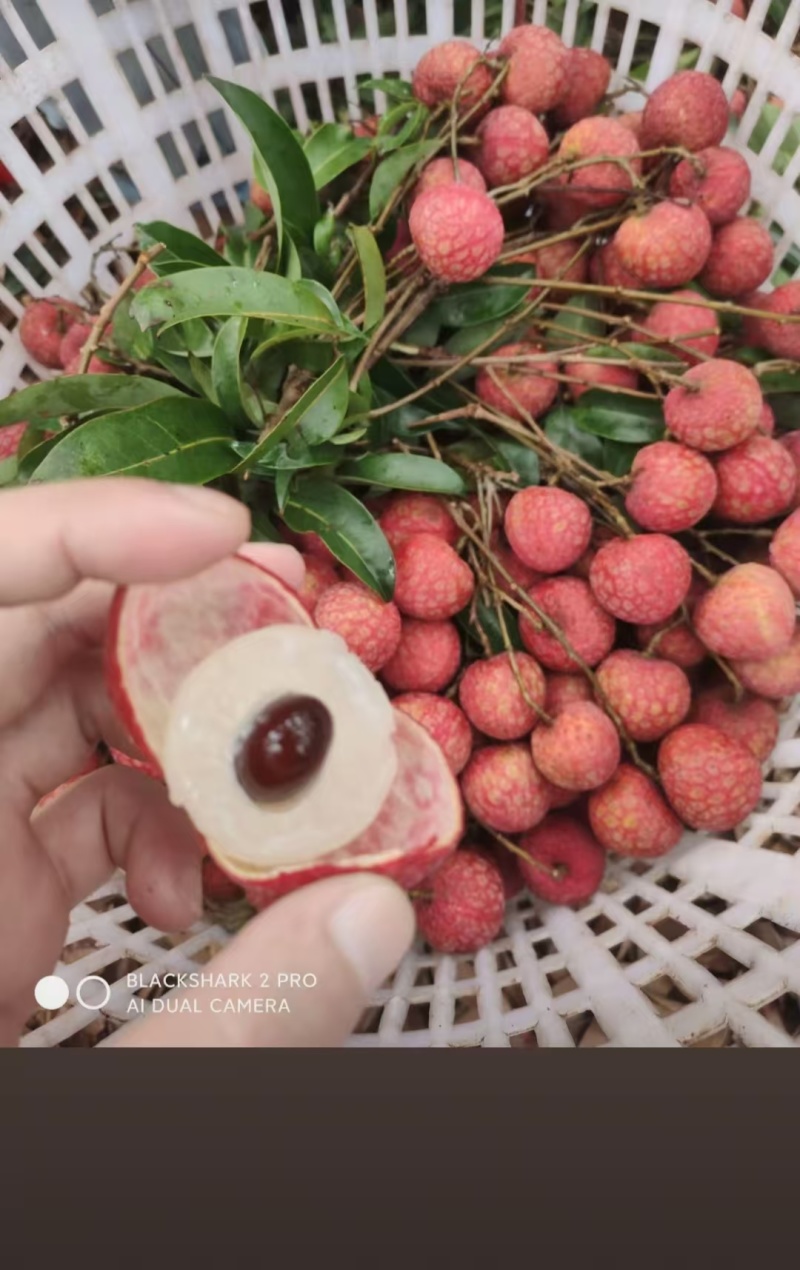 大量供应，桂味荔枝，凤花荔枝，电话***********