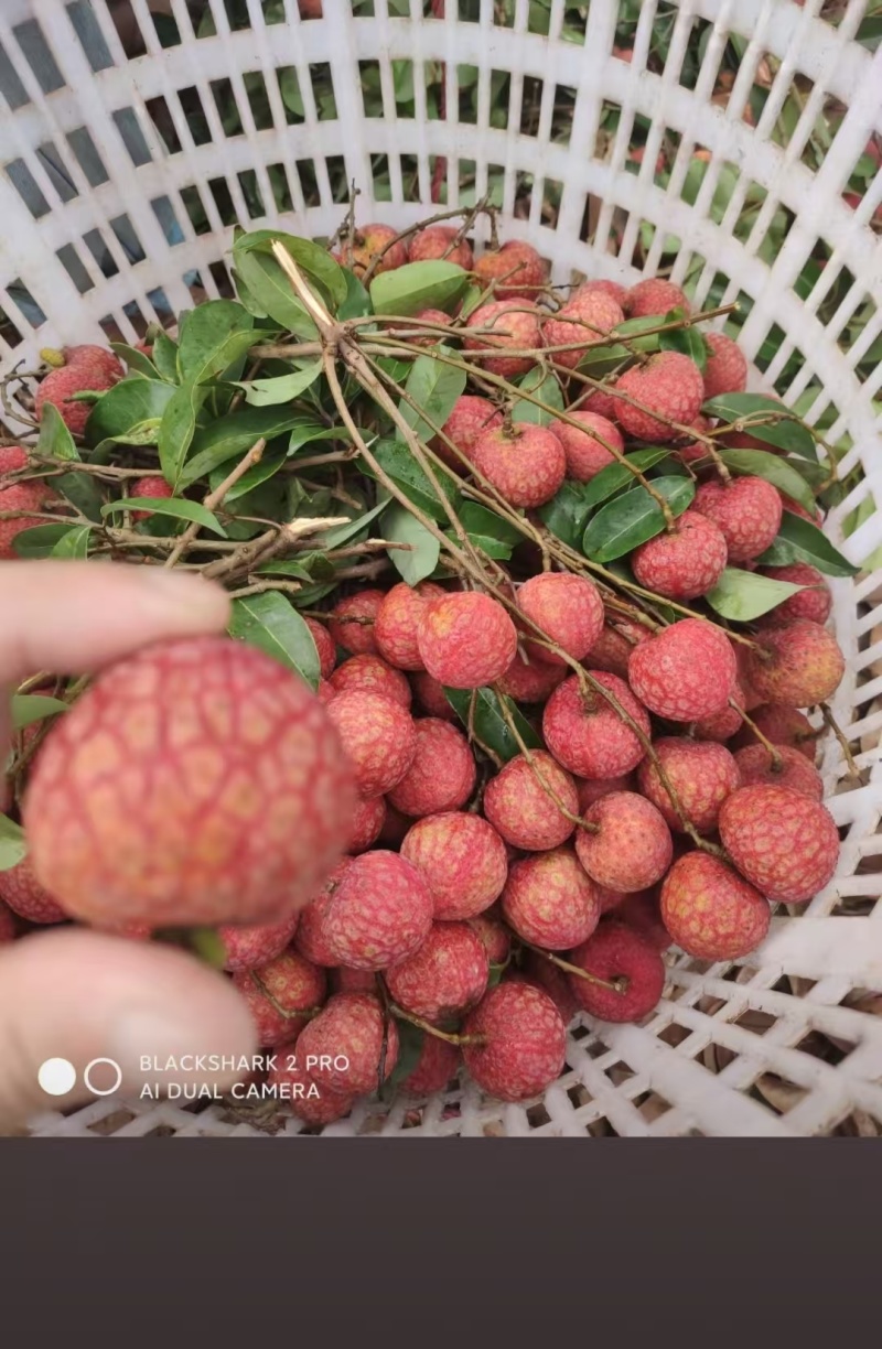 大量供应，桂味荔枝，凤花荔枝，电话***********