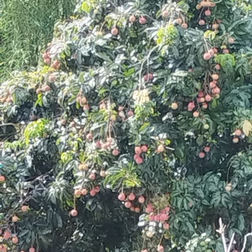 仙进奉，无核荔枝，