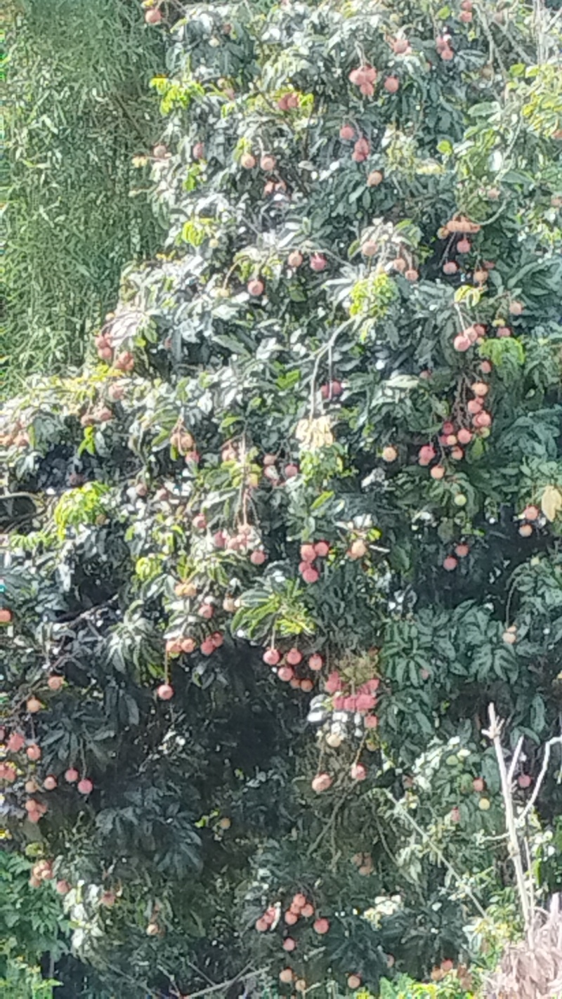 仙进奉，无核荔枝，