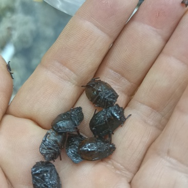 九香虫鲜货